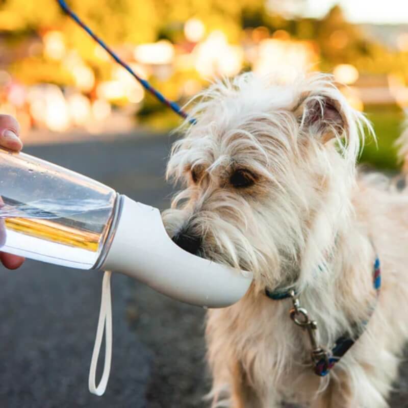 Gourde Portable pour Chien : L'Accessoire Indispensable pour Vos Aventures