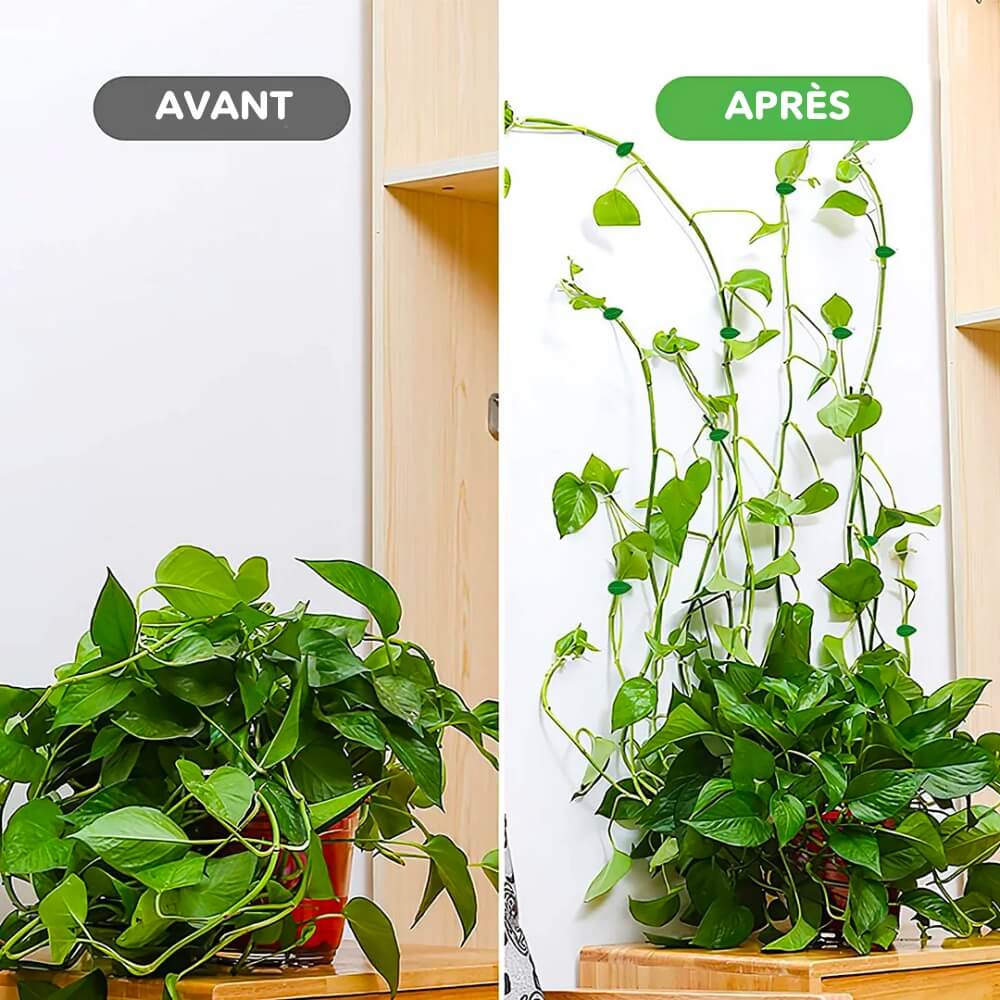 Fixateurs de Plantes - Design Discret pour Décoration Mur Végétal