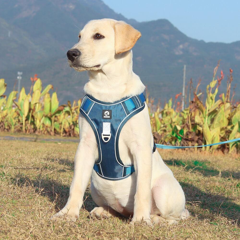 Harnais Anti-Traction pour Chiens Bleu - Confort et Balade Agréable