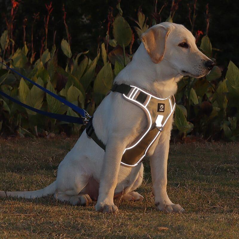 Harnais Anti-Traction pour Chiens - Accessoire Confort Chien Balade Agréable