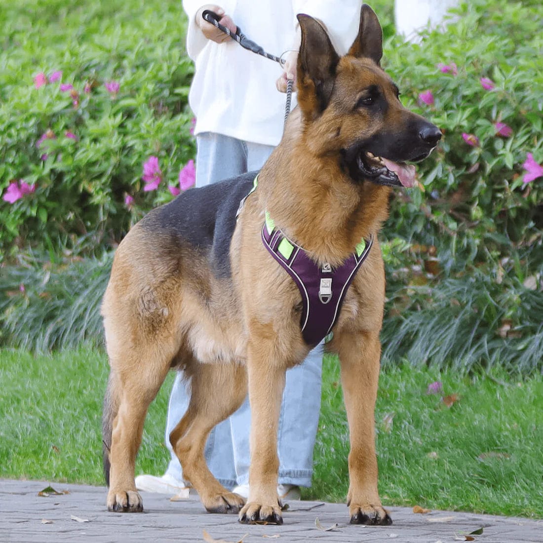Harnais Anti-Traction pour Chiens - Accessoire Confort Chien Balade Agréable