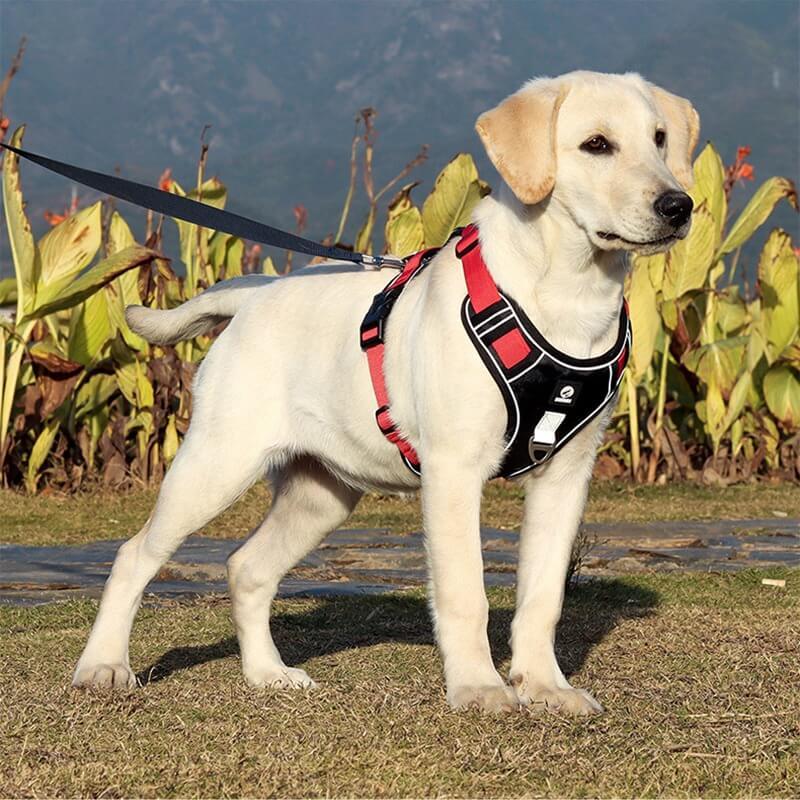 Harnais Anti-Traction pour Chiens Rouge - Ajustement Facile et Confort Chien