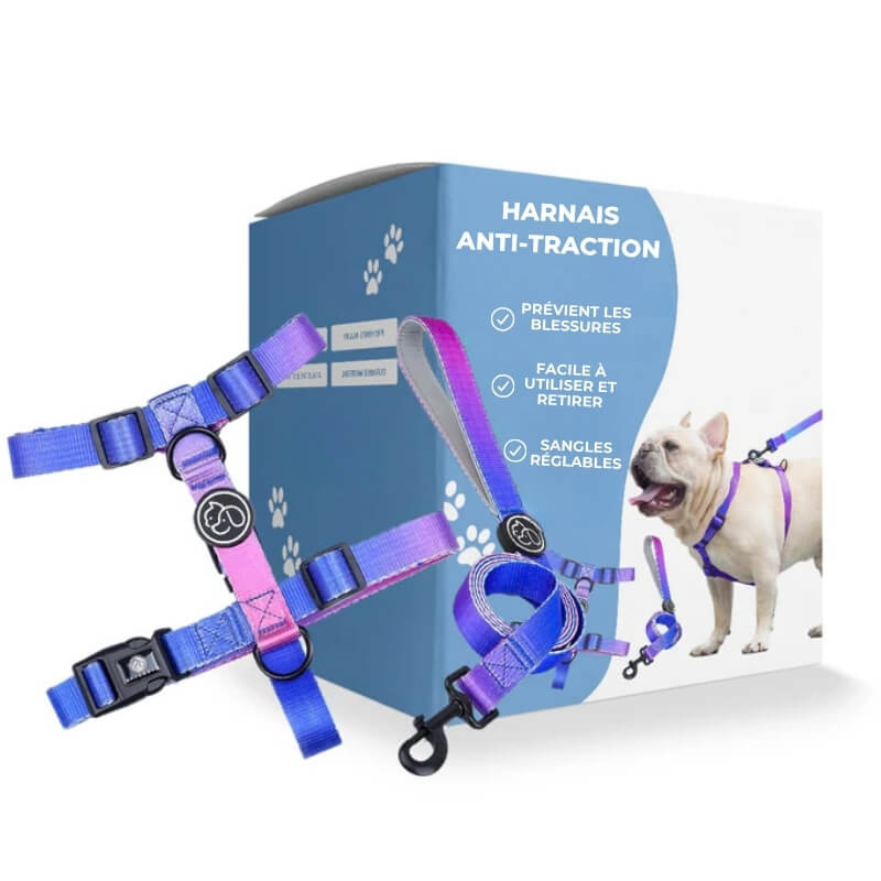 Harnais Anti-Traction pour Chien - Contrôle Canin en Violet lea