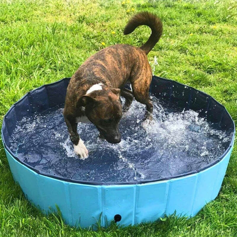 Piscine d'Été pour Chiens Bleue - Confort Canin et Bonheur Animalier | Oasis Aquatique pour l'Été Canin