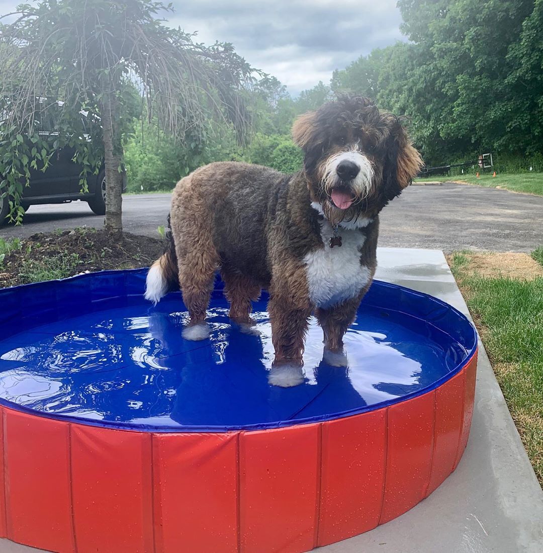 Piscine d'Été pour Chiens Rouge - Confort Canin et Bonheur Animalier | Oasis Aquatique pour l'Été Canin